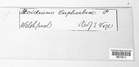 Endophyllum euphorbiae-sylvaticae image
